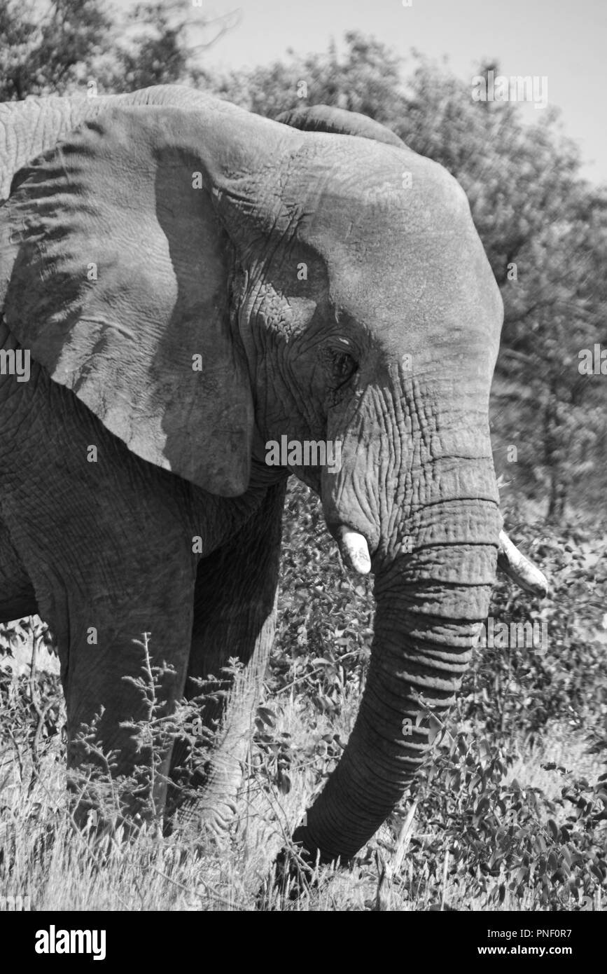 Etosha National Park, Namibia Stock Photo