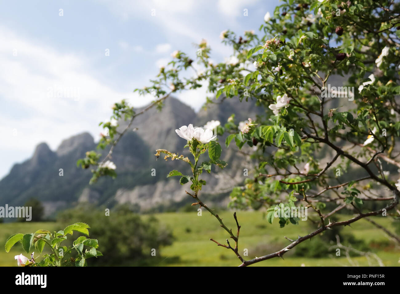 Close photo of cherry flowers and branchesm, with Pyrenees mountains on the background, in Piedrafita de Jaca Stock Photo