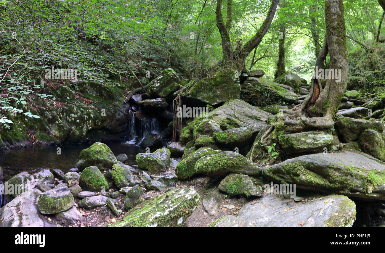 A moss covered rocky waterfall and some trees in the luxuriant thick Fragas del Eume forest, together with tress with roots in the rocks, Spain Stock Photo