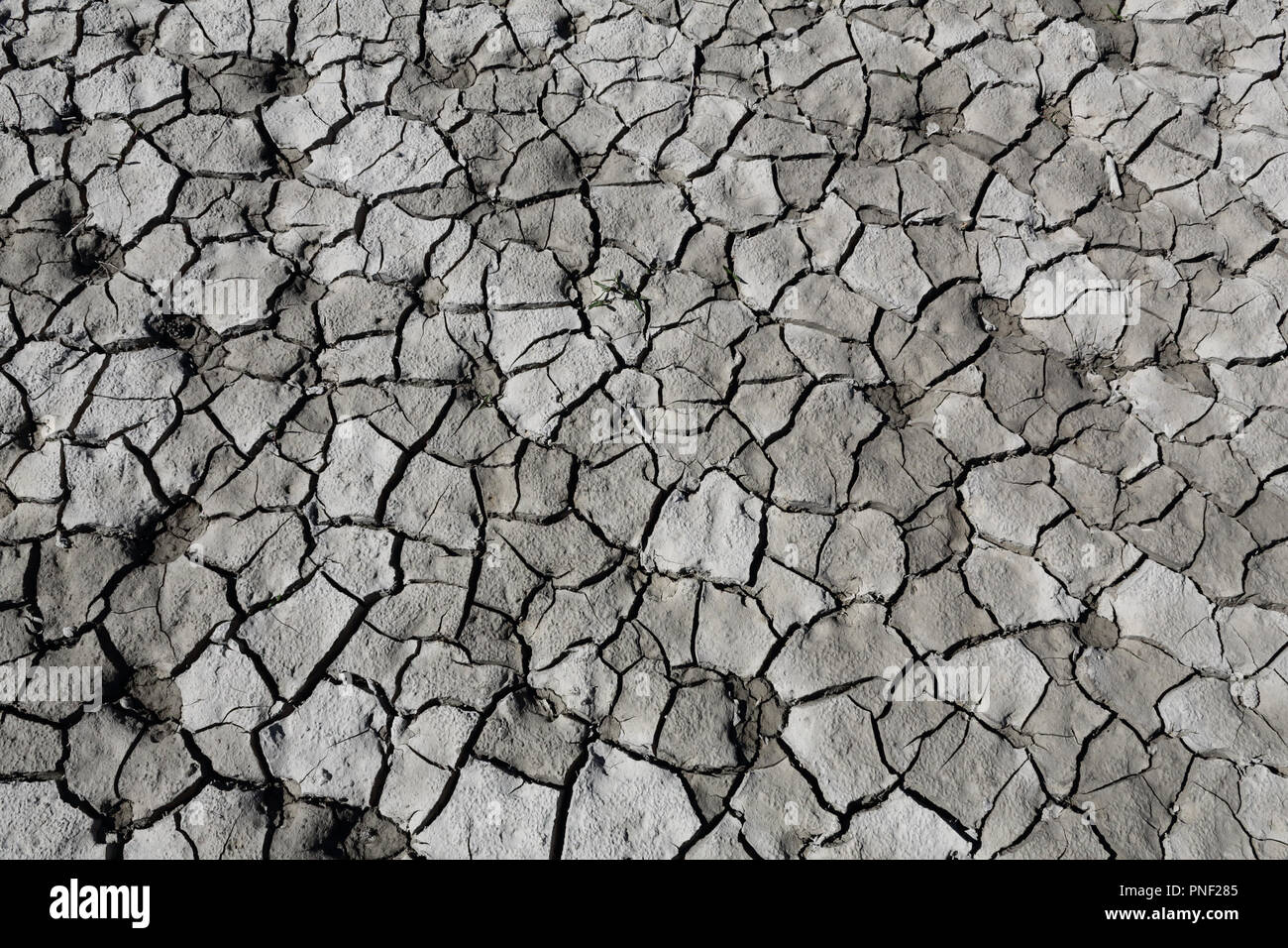 Dry cracked grey clay soil shot vertically with some dog footprints during a hot sunny day in the Mediano artifical lake in the Spanish Pyrenees Stock Photo