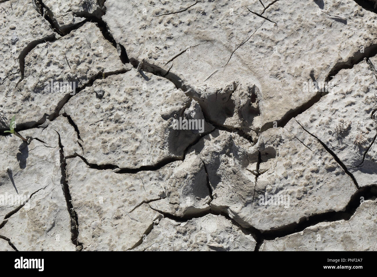 A dog footprint on an dry cracked grey clay soil during a hot sunny day in the Mediano artifical lake in the Spanish Aragonese Pyrenees Stock Photo