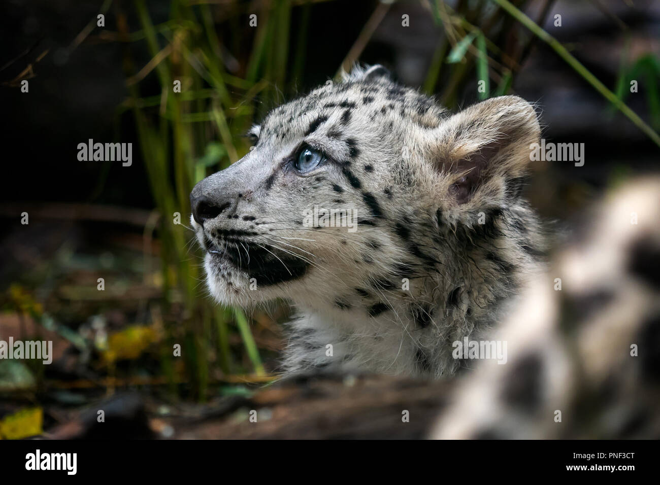 Baby snow leopard (Panthera uncia). Young snow leopard Stock Photo - Alamy