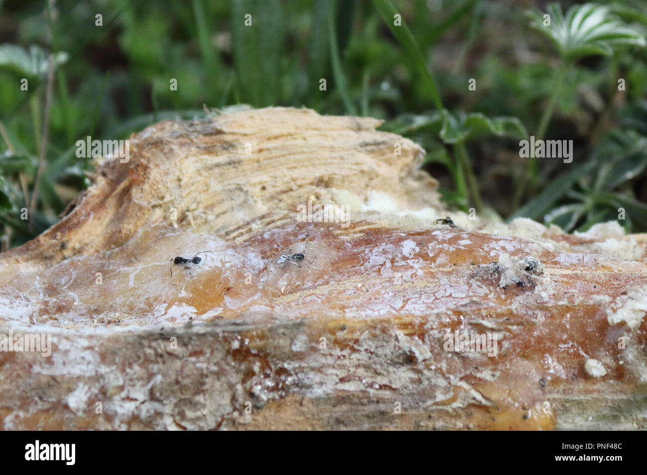 Some dead ants immersed and trapped in a pinewood resin on the grass Stock Photo