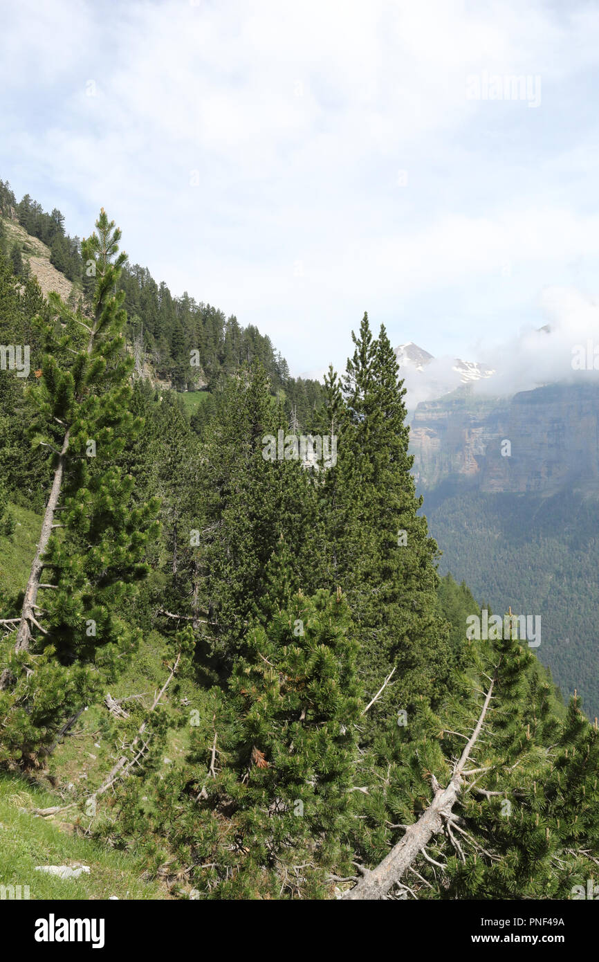 A landscape of high mountains and massifs, pine and firs forest and a deep blue sky with some clouds in Ordesa valley (Valle de Ordesa), Spain Stock Photo