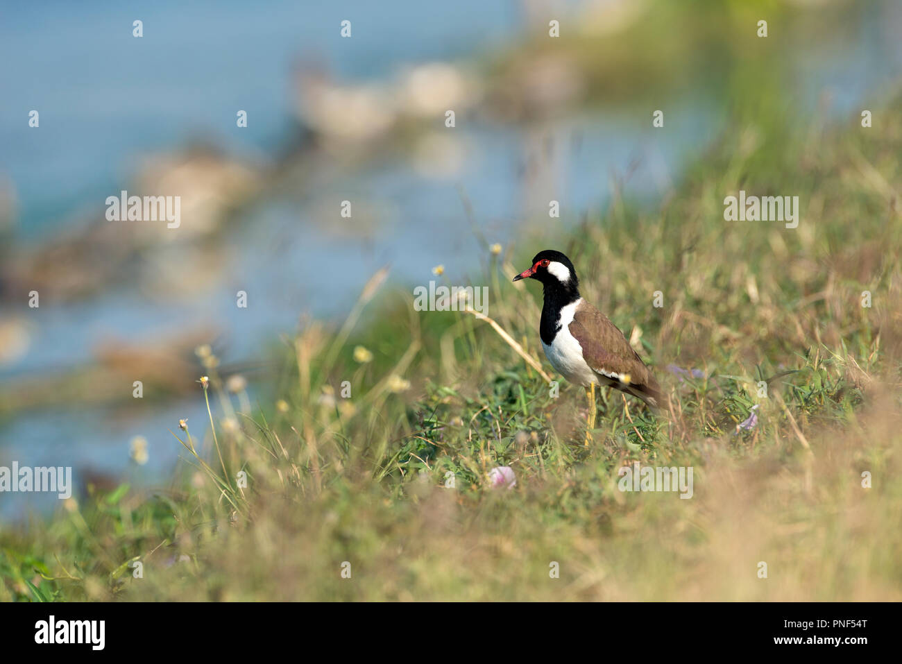 Red-wattled Lapwing (Vanellus indicus), Thailand Vanneau indien Stock Photo