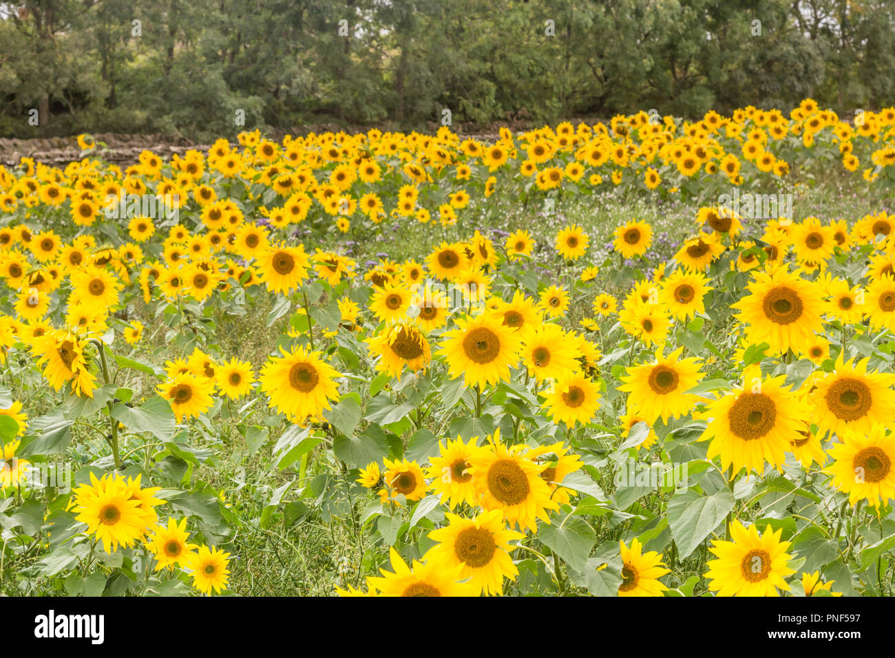 Field of sunflowers Stock Photo - Alamy