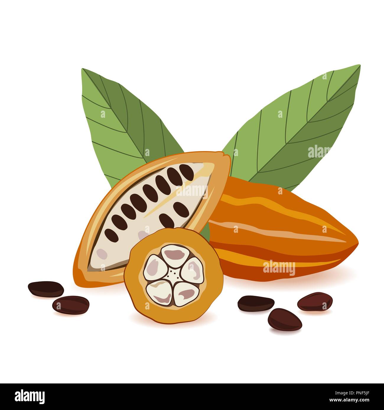 Cacao fruit, raw cacao beans with leaves composition. Cocoa pod on white background. Vector illustration Stock Vector