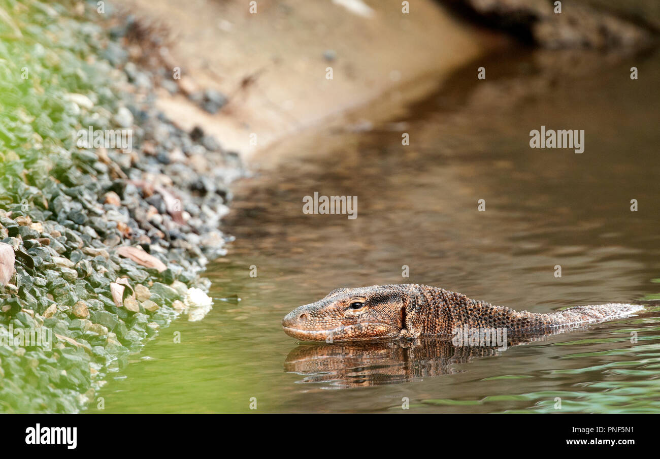 Duméril's Monitor Lizard (Varanus dumerilii), Thailand Varan de Duméril Stock Photo