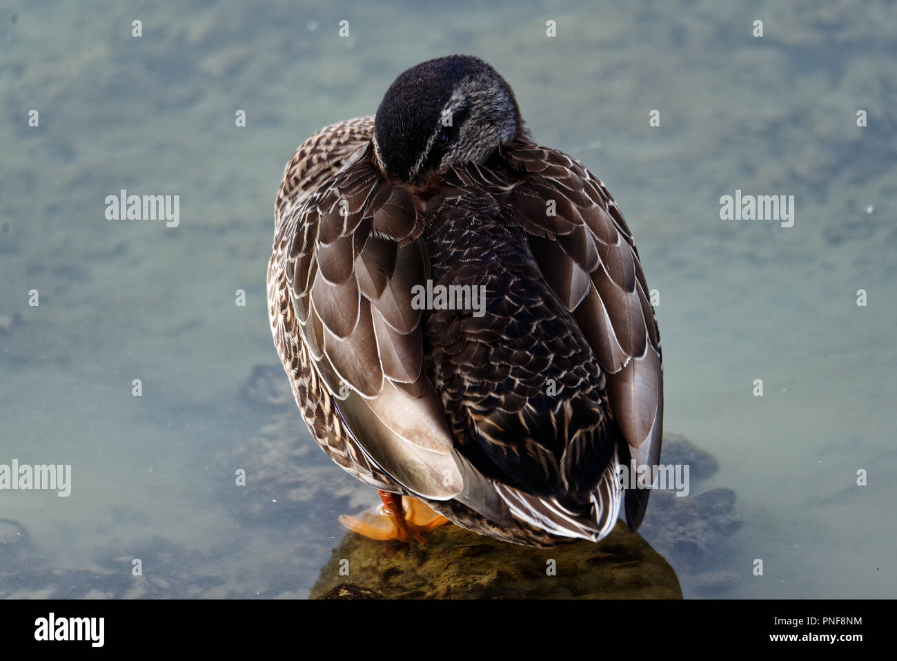 A male duck is resting with his head tucked slightly under his wing Stock Photo