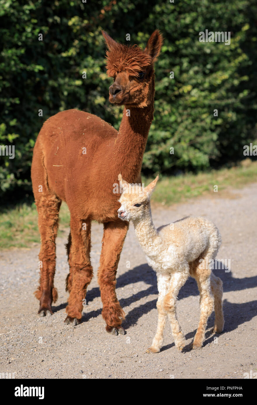 Running Alpaca High Resolution Stock Photography And Images Alamy Running Alpaca High Resolution Stock Photography And Images Alamy