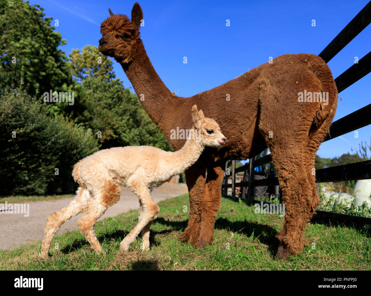 Alpacca farm hi-res stock photography and images - Alamy