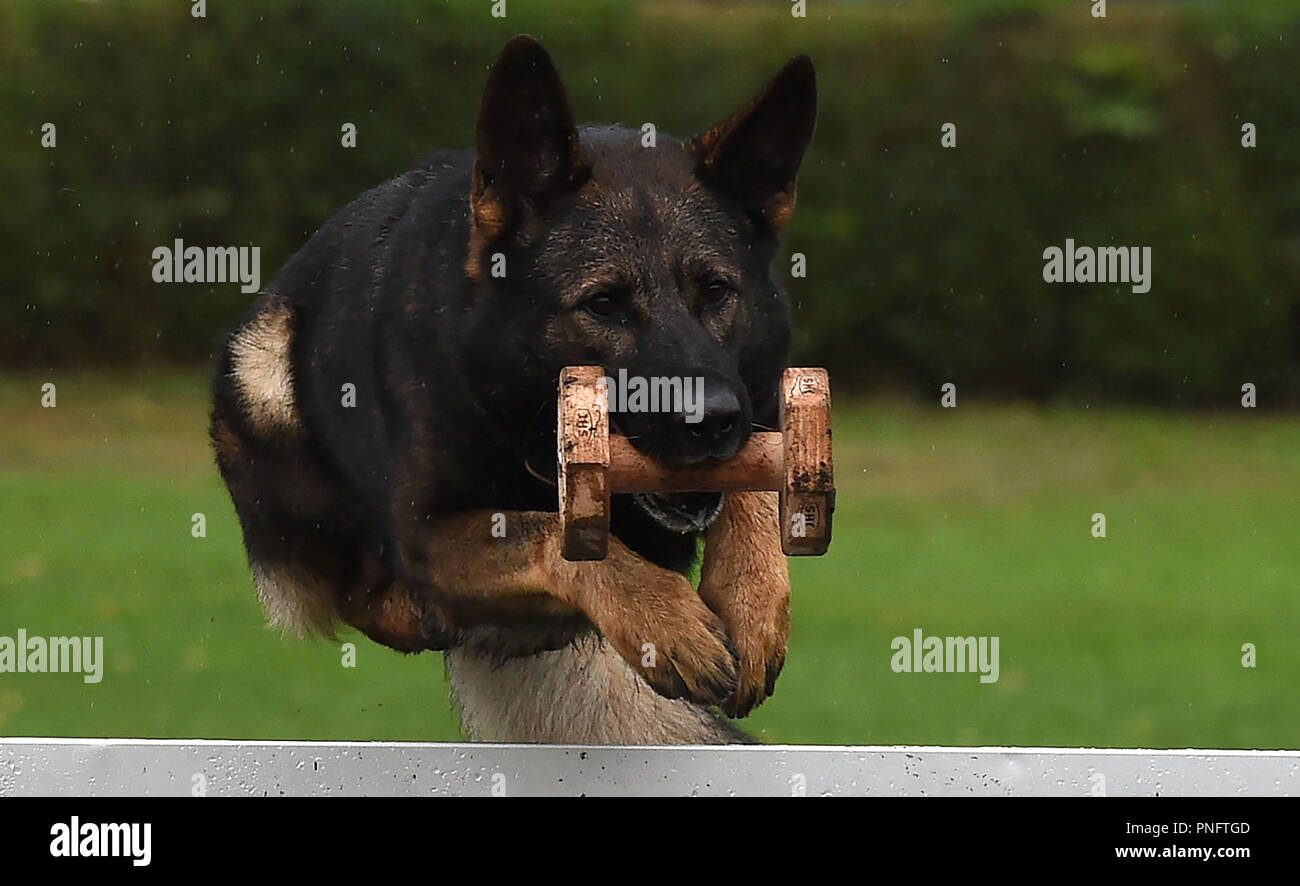 21 September 2018, Lower Saxony, Verden (Aller): A female shepherd dog jumps with a piece of wood over an obstacle back to the owner at the Federal examination of the Association for German Shepherds during an examination for subordination. About 200 of the best German Shepherds compete against each other in the areas of tracking, subordination, protection and agility. Photo: Carmen Jaspersen/dpa Stock Photo