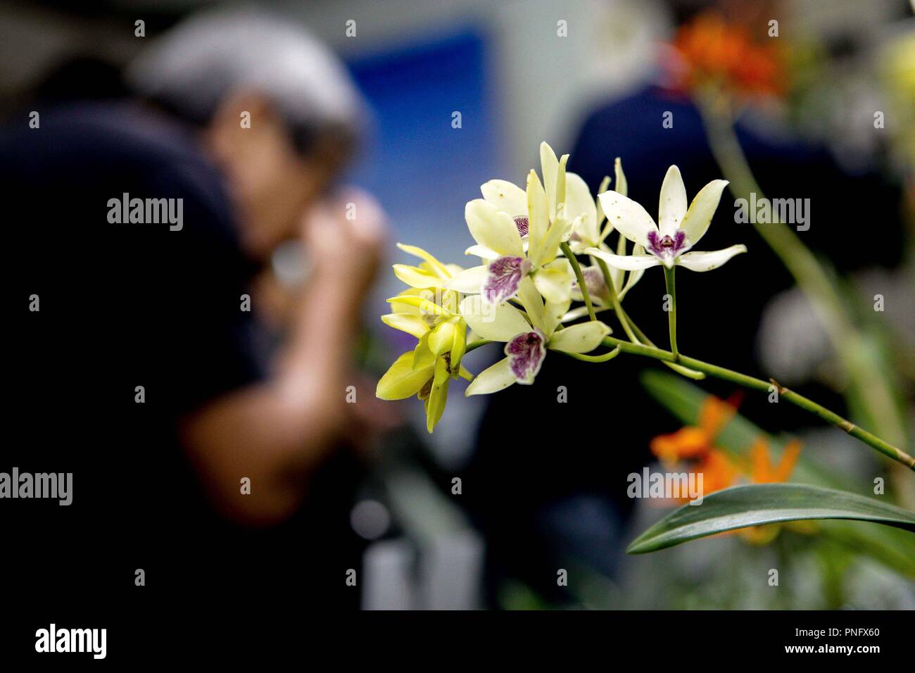 Sao Paulo, Brazil. 21st Sep, 2018. To celebrate the arrival of spring, award winning orchids are exhibited at an event at the Brazilian Society of Oriental Culture, in the Liberdade neighborhood, central region of SÃ£o Paulo on September 21, 2018. Credit: Dario Oliveira/ZUMA Wire/Alamy Live News Stock Photo