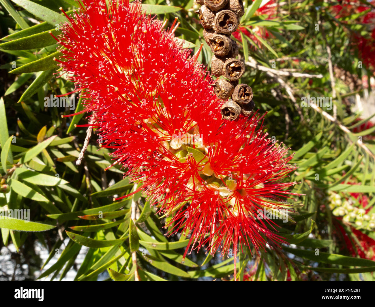 Asuncion, Paraguay. 21st Sep, 2018. A warm sunny day in Asuncion with temperatures high around 31°C as weeping bottlebrush (Melaleuca viminalis) flowers in bloom sign the arrival of spring season. The spring equinox takes place tomorrow in Paraguay. Credit: Andre M. Chang/ARDUOPRESS/Alamy Live News Stock Photo