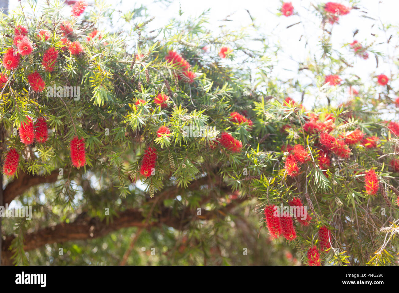 Asuncion, Paraguay. 21st Sep, 2018. A warm sunny day in Asuncion with temperatures high around 31°C as weeping bottlebrush (Melaleuca viminalis) flowers in bloom sign the arrival of spring season. The spring equinox takes place tomorrow in Paraguay. Credit: Andre M. Chang/ARDUOPRESS/Alamy Live News Stock Photo