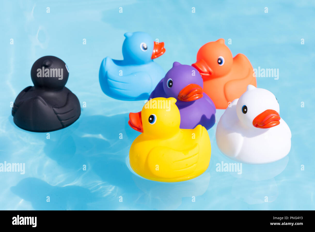 Six colourful rubber ducks, a family of ducks, yellow, blue, purple, black,  white and orange, swimming in the water in a paddling pool Stock Photo -  Alamy