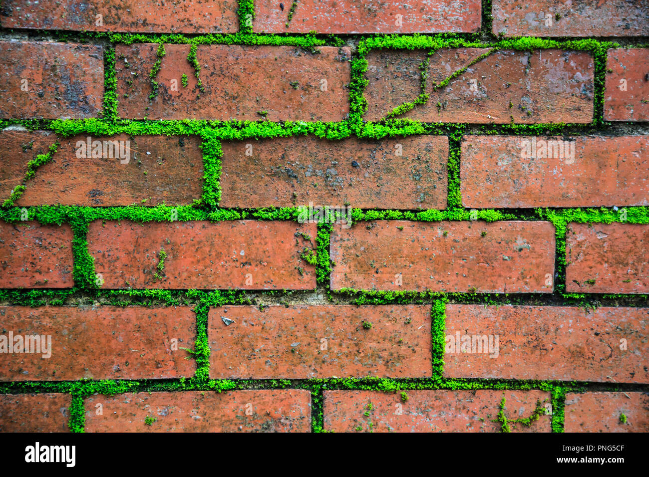 closeup detailed old aged textured vintage retro red brown brick block wall surface wallpaper backdrop with green life plant in concrete cement backgr Stock Photo - Alamy closeup detailed old aged textured vintage retro red brown brick block wall surface wallpaper backdrop with green life plant in concrete cement backgr Stock Photo - Alamy
