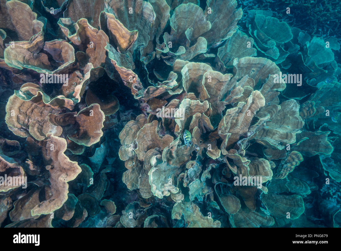 Very shallow coral reef covered with cabbage coral (Turbinaria sp.). Yap island Federated States of Micronesia Stock Photo