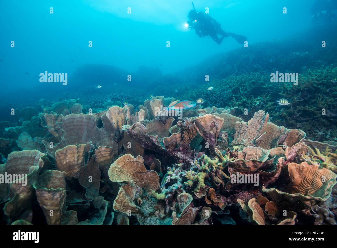 Very shallow coral reef covered with cabbage coral (Turbinaria sp.) and diver. Yap island Federated States of Micronesia Stock Photo