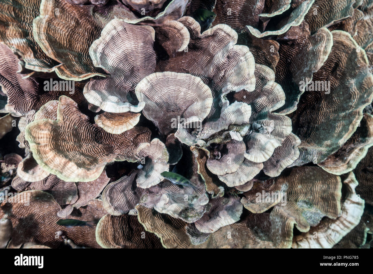 Very shallow coral reef covered with cabbage coral (Turbinaria sp.). Yap island Federated States of Micronesia Stock Photo
