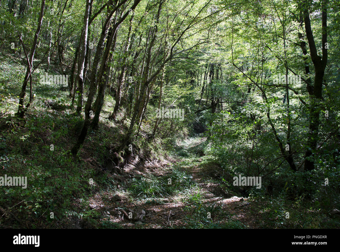mamed-gorge-with-a-bed-of-dried-up-river-surrounded-by-greenery-stock