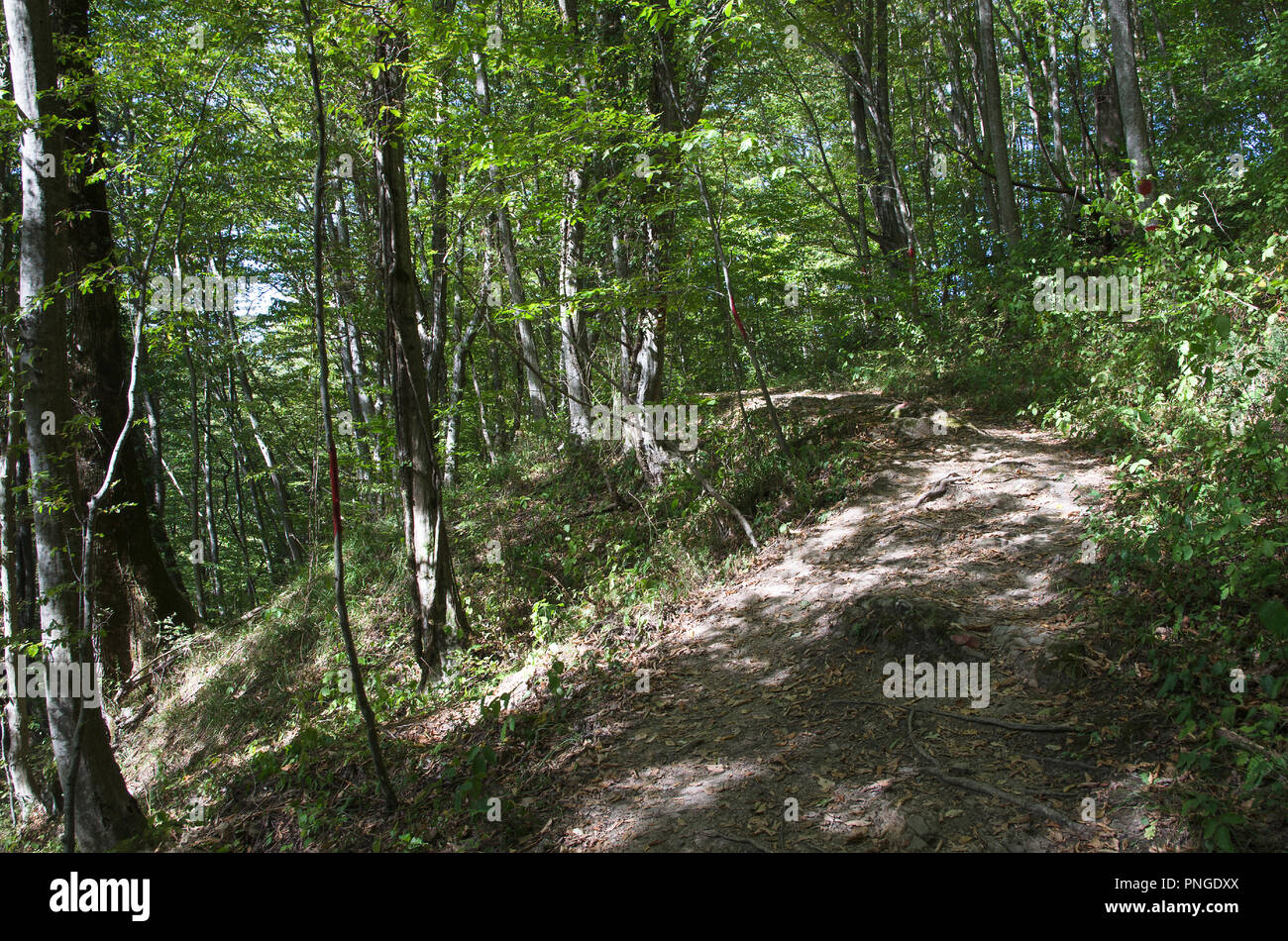 mamed-gorge-with-a-bed-of-dried-up-river-surrounded-by-greenery-stock