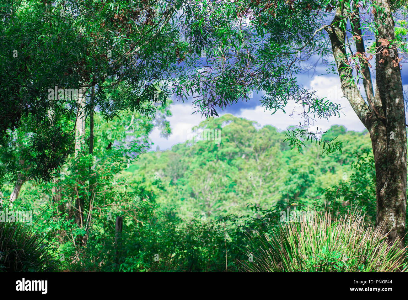 Tredje Encommium organ Small Nature taken nearby Brisbane city in Queensland, Australia. Australia  is a continent located in the south part of the earth Stock Photo - Alamy