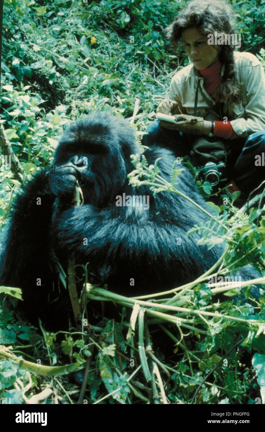 Original film title GORILLAS IN THE MIST THE STORY OF DIAN FOSSEY