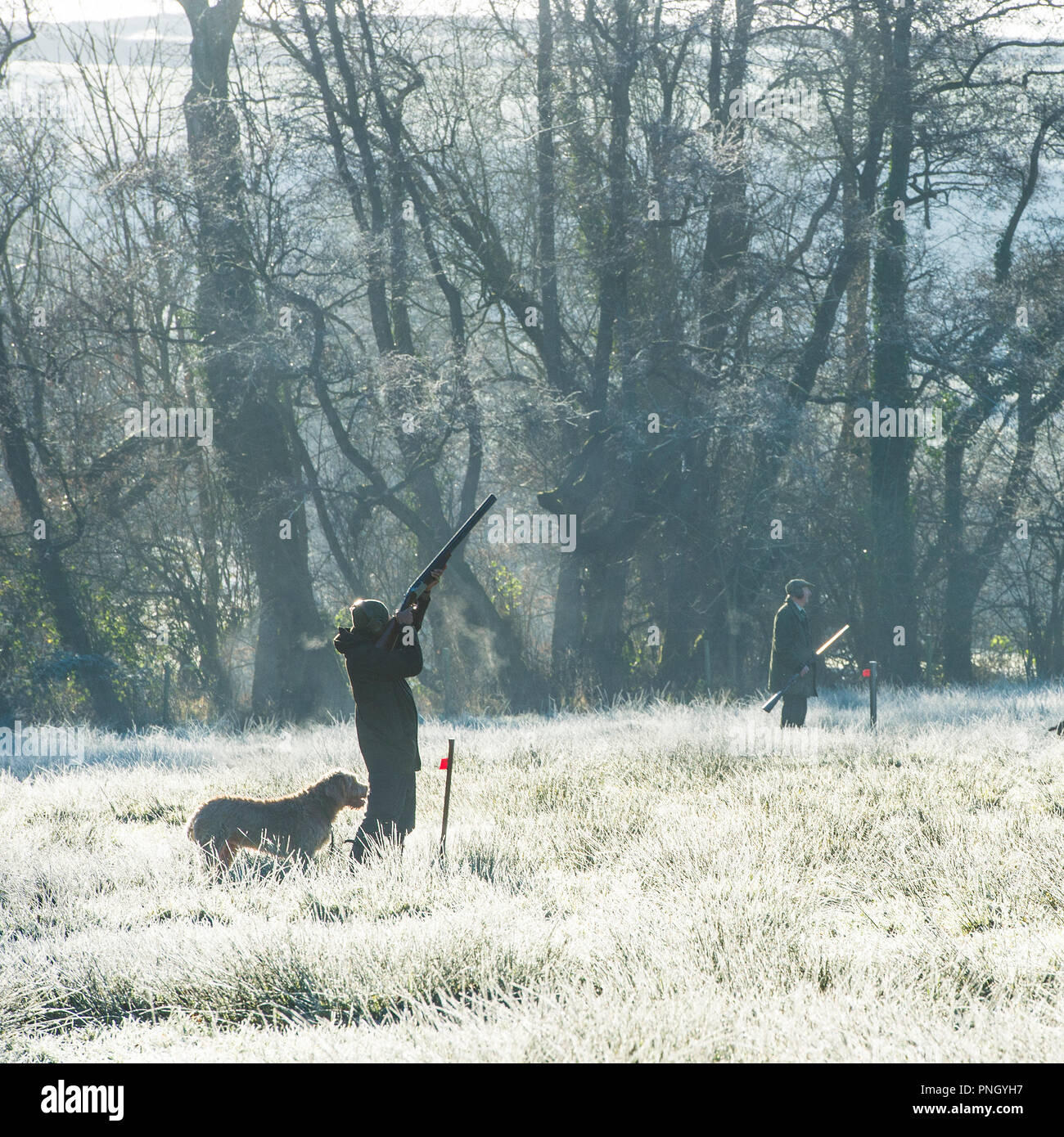 shooting pheasants on a frosty morning Stock Photo