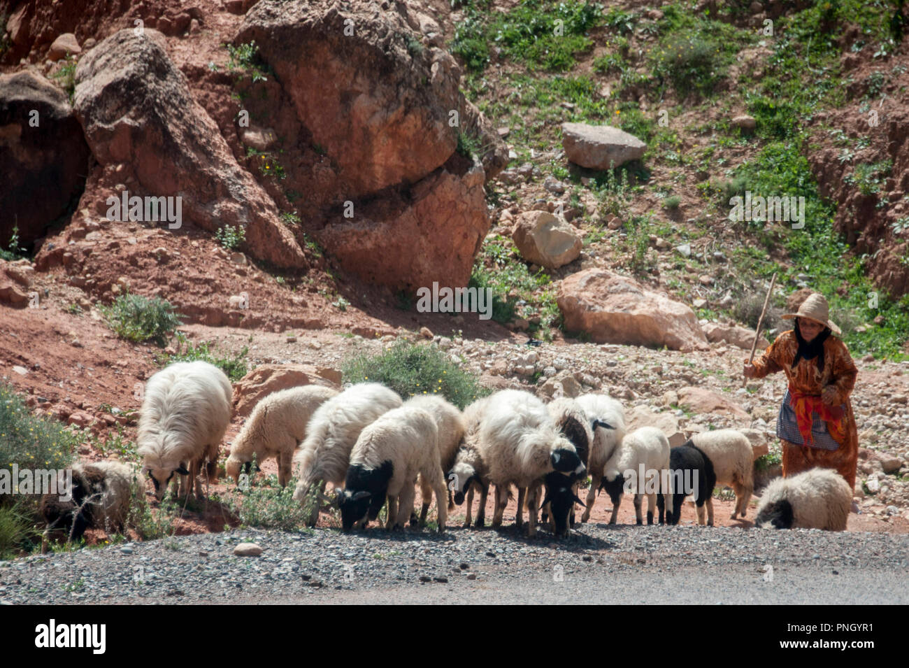 25-02-11. Marrakech, Morocco. A woman / shepheress herding sheep on a road climbing to the Atlas mountains to the south of Marrakech. Photo © Simon Gr Stock Photo