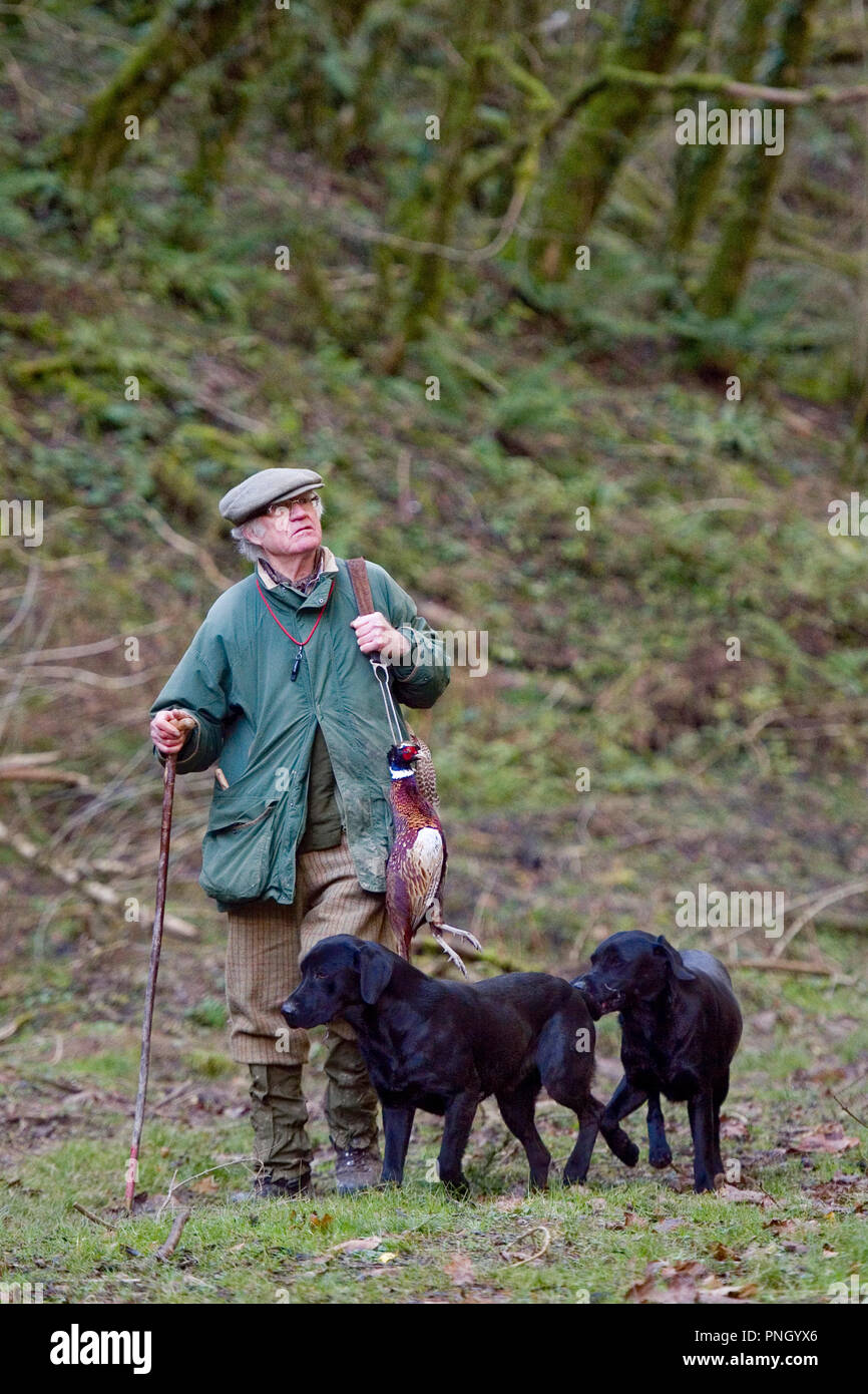 man picking up dead pheasants on a shoot with black labradors Stock Photo