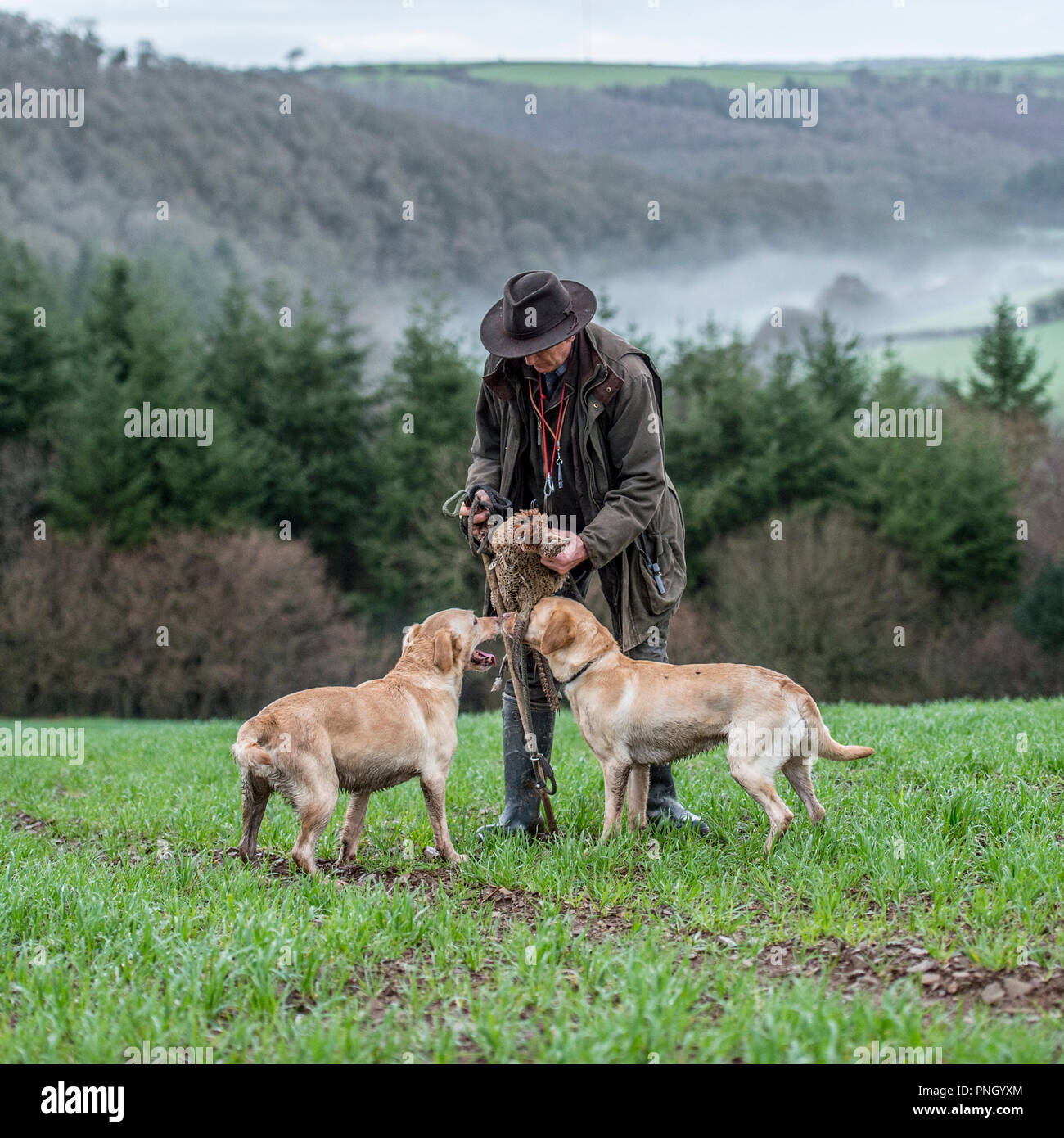 man and his yellow labrador gundog dogs picking up dead pheasants on a shoot Stock Photo