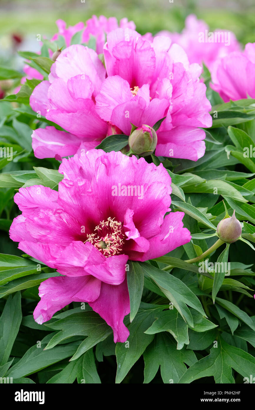 Close-up of Peony 'Morning Lilac', Paeonia 'Morning Lilac' vibrant pink flowers Stock Photo