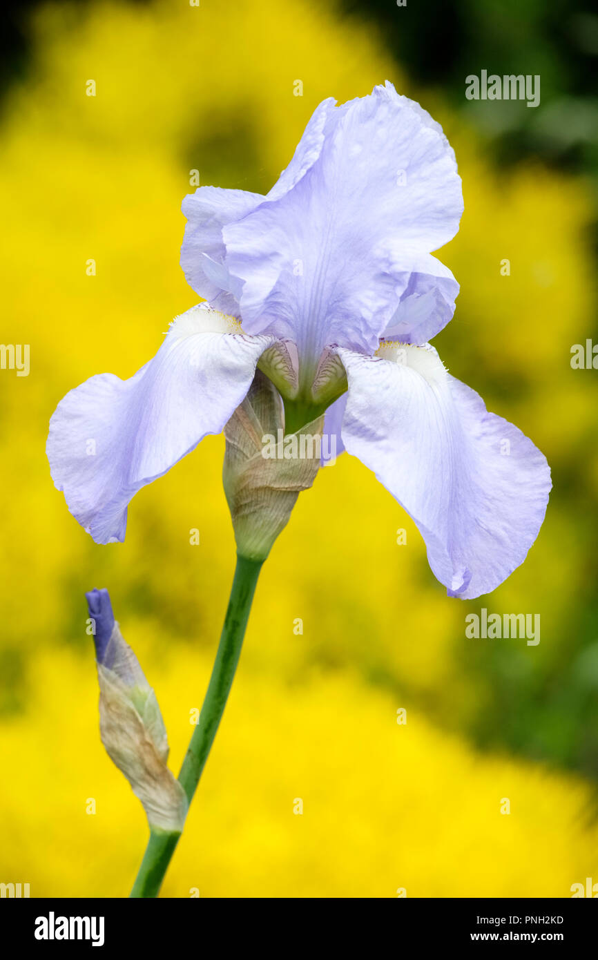 Single flower of iris &lsquo;Jane Phillips&rsquo; Stock Photo - Alamy
