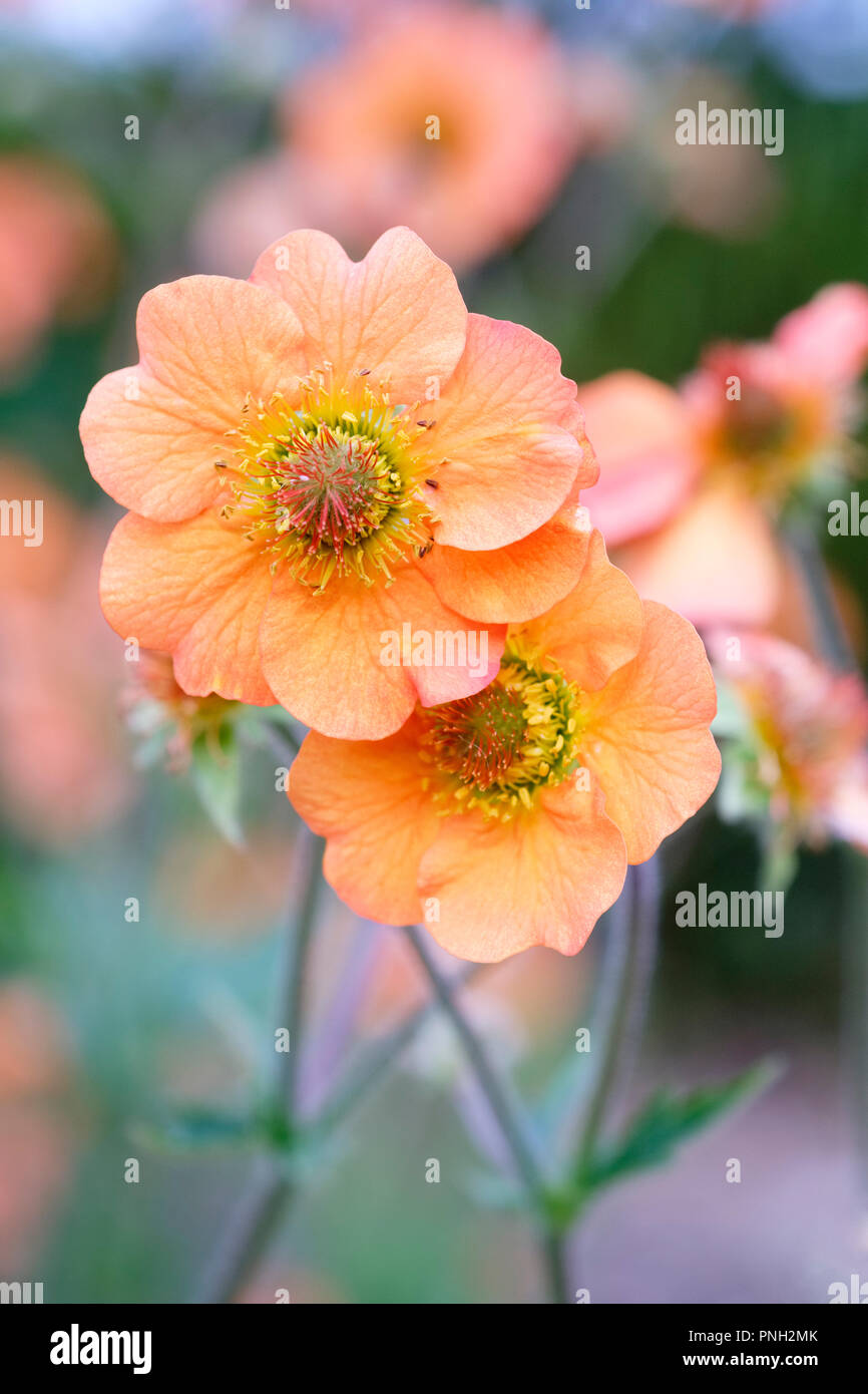 Orange flowers of Geum 'Totally Tangerine' Stock Photo Alamy