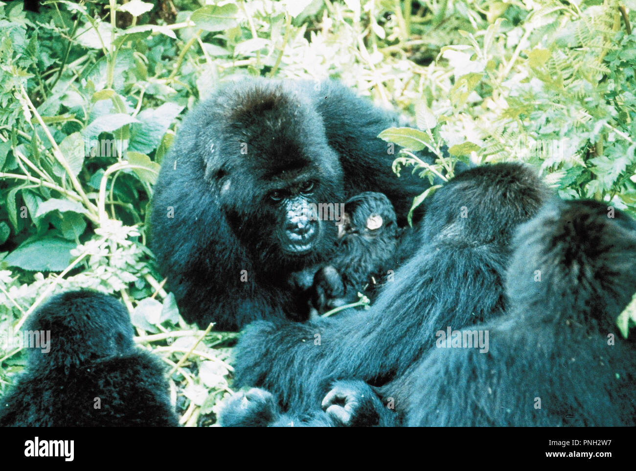 Original film title GORILLAS IN THE MIST THE STORY OF DIAN FOSSEY
