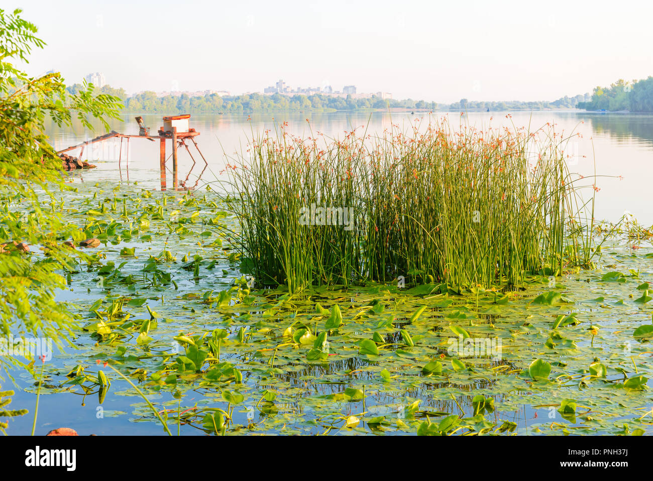 Scirpus plants and yellow waterlily in the misty Dnieper river in Kiev, Ukraine, at sunrise Stock Photo