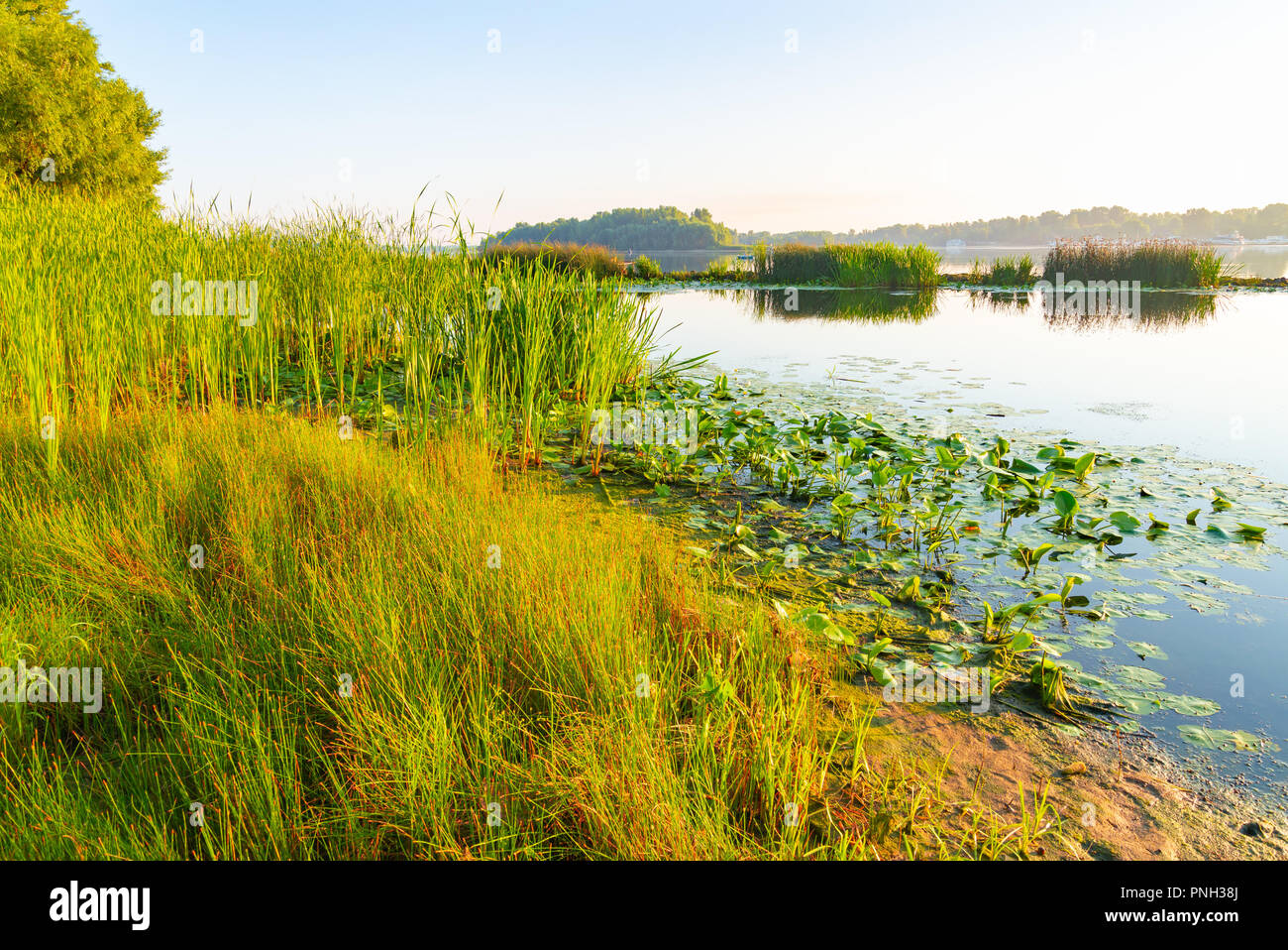 Scirpus plants and yellow waterlily in the Dnieper river in Kiev, Ukraine, at sunrise Stock Photo