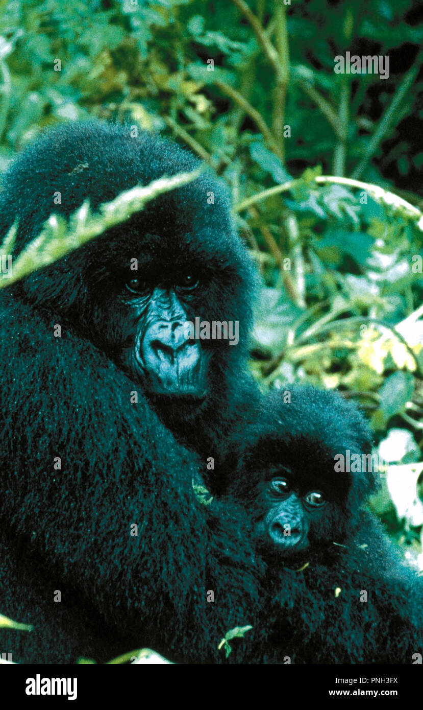 Dian Fossey High Resolution Stock Photography and Images - Alamy - Gorillas In The Mist The Story Of Dian Fossey