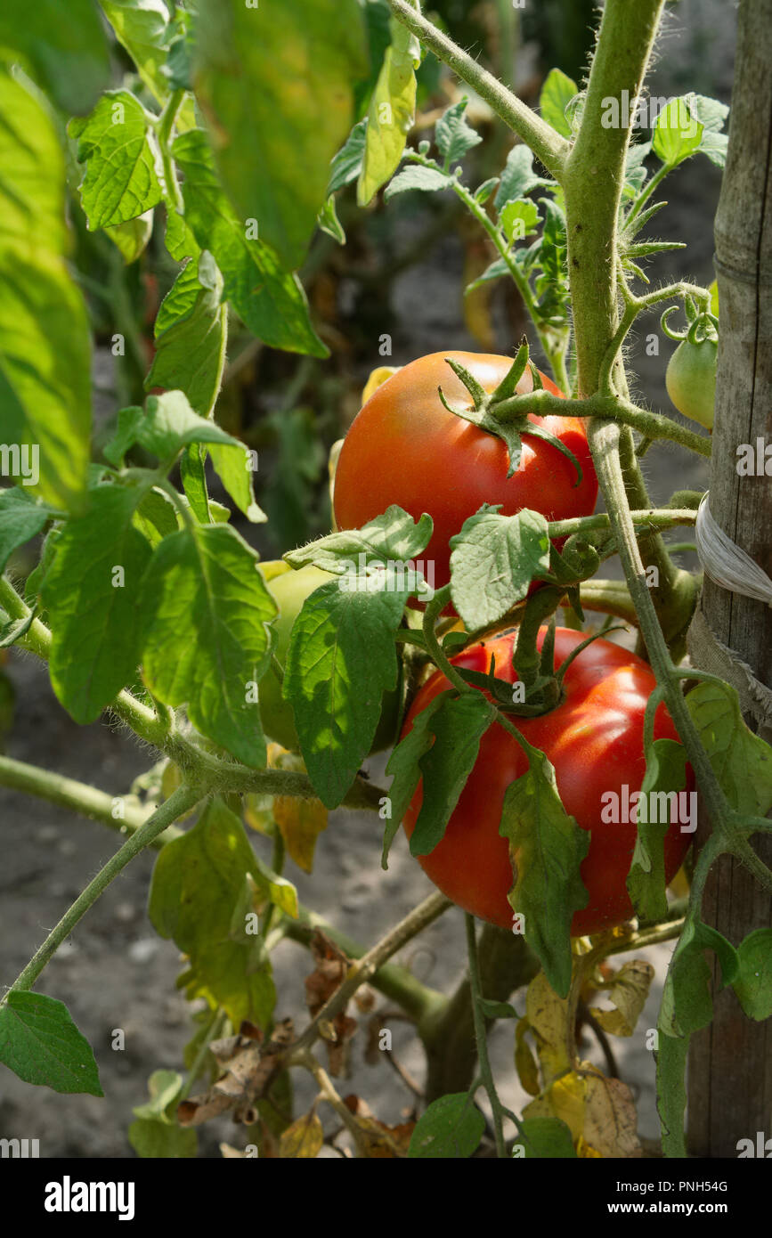 Organic red tomatoes growing on a branch in vegetable garden in the ...
