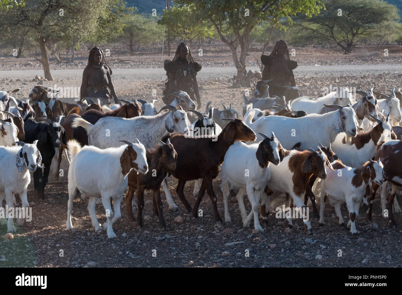 Goat herding hires stock photography and images Alamy