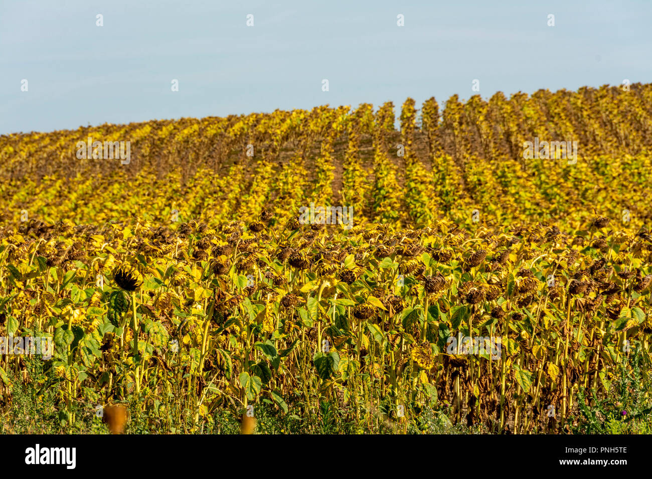 Dried up sunflowers field in Limagne, Puy de Dome, Auvergne Rhone Alpes, France Stock Photo