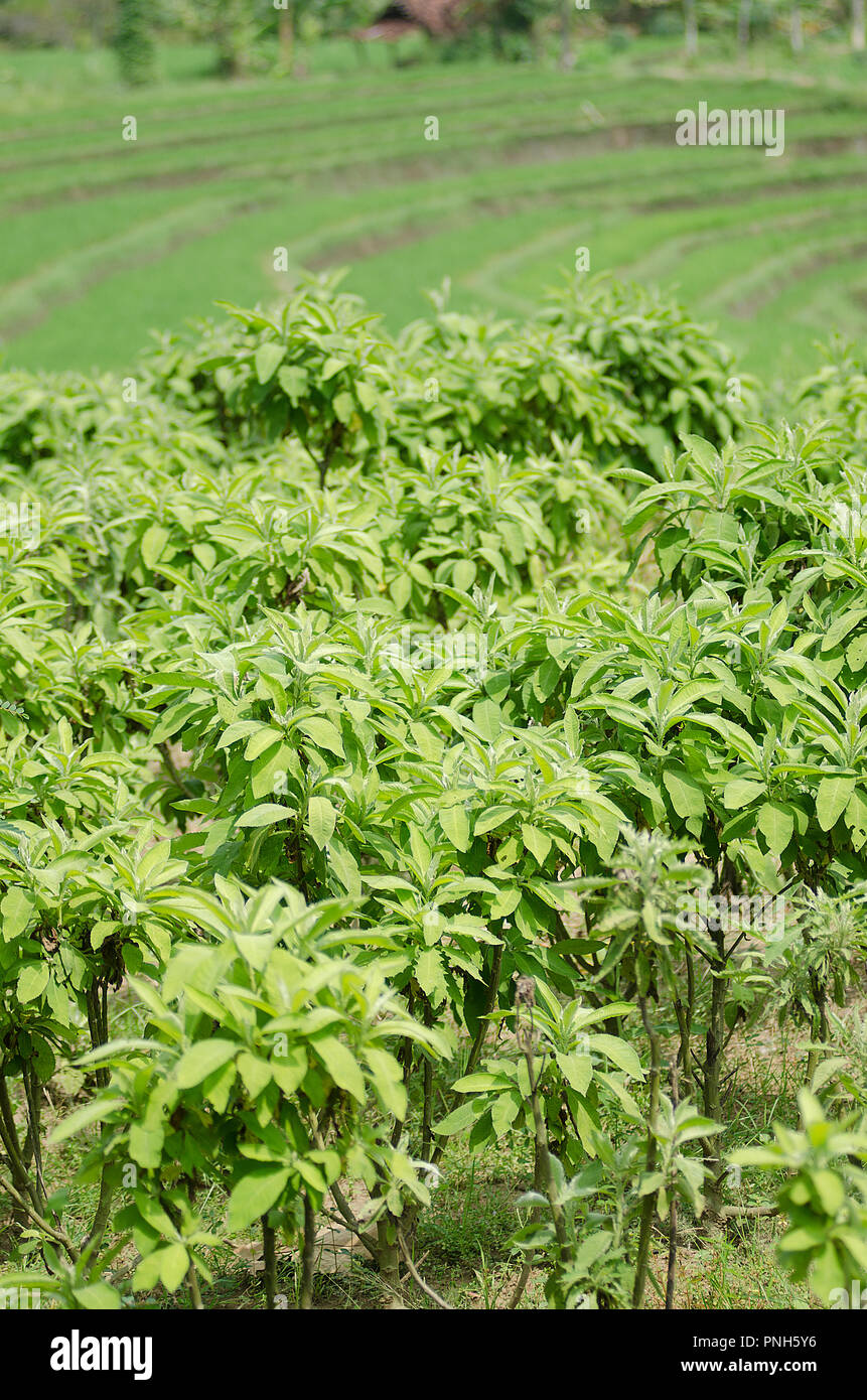 Sembung leaves, blumea Balsamifera, herbal medicine, in china people know as  ai na xiang, and the other name is nga champora Stock Photo