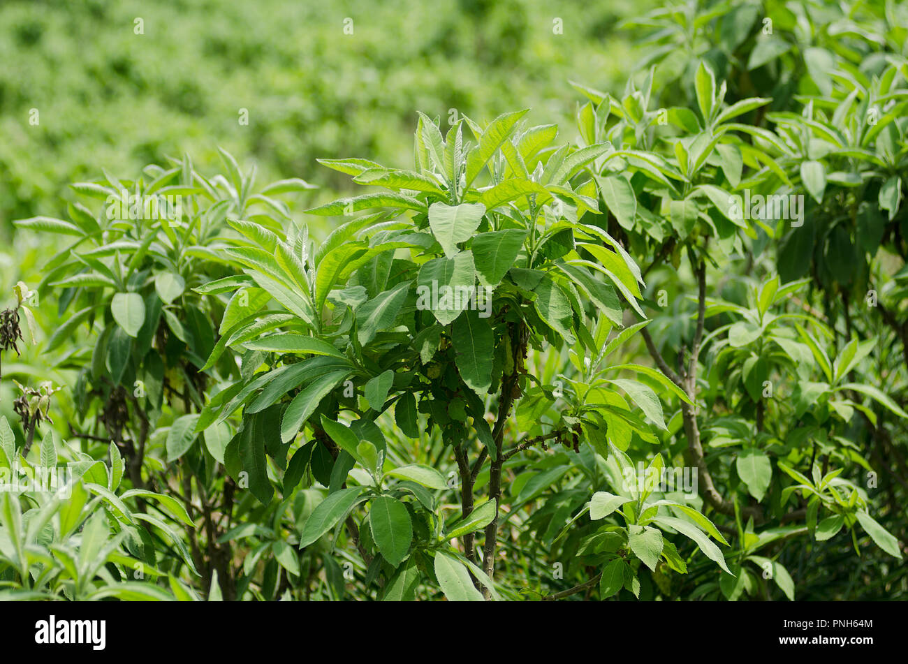 Sembung leaves, blumea Balsamifera, herbal medicine, in china people know as  ai na xiang, and the other name is nga champora Stock Photo