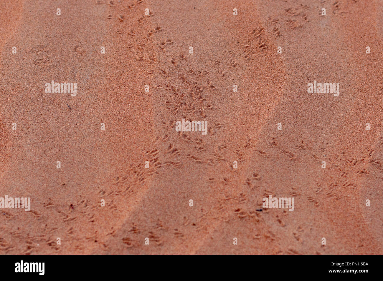 A Close-up of Footprints in the Desert Sand Stock Photo