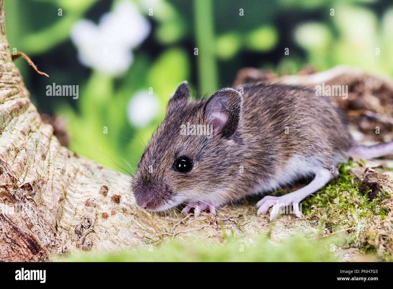 A young wood mouse photographed in a natural looking studio set before being released unharmed. Stock Photo