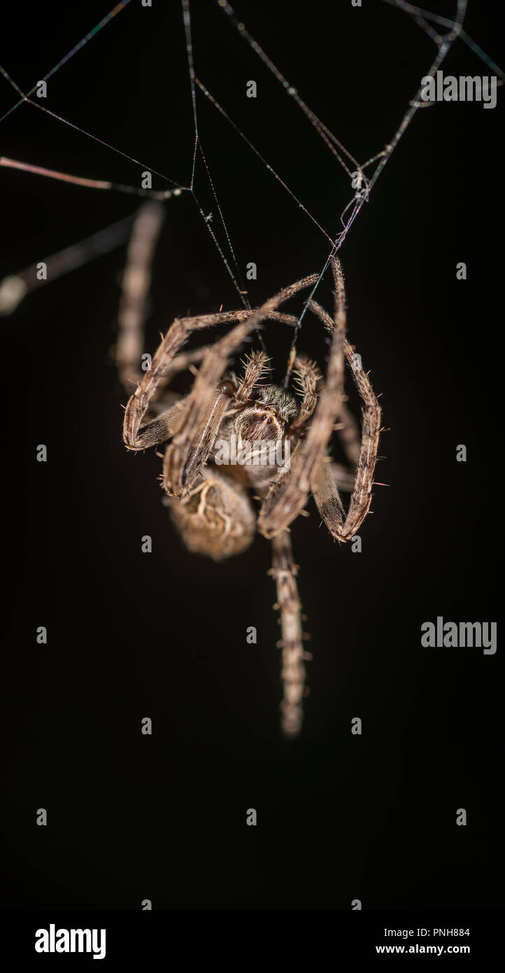 Bridge orb weaver in its web Stock Photo