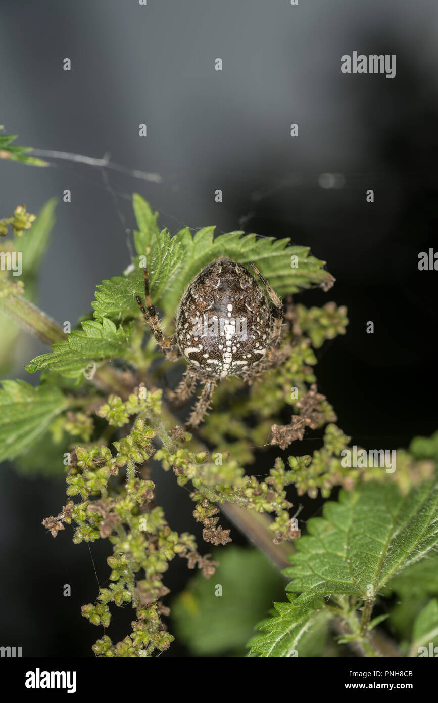 Cross spider sitting on a leaf Stock Photo