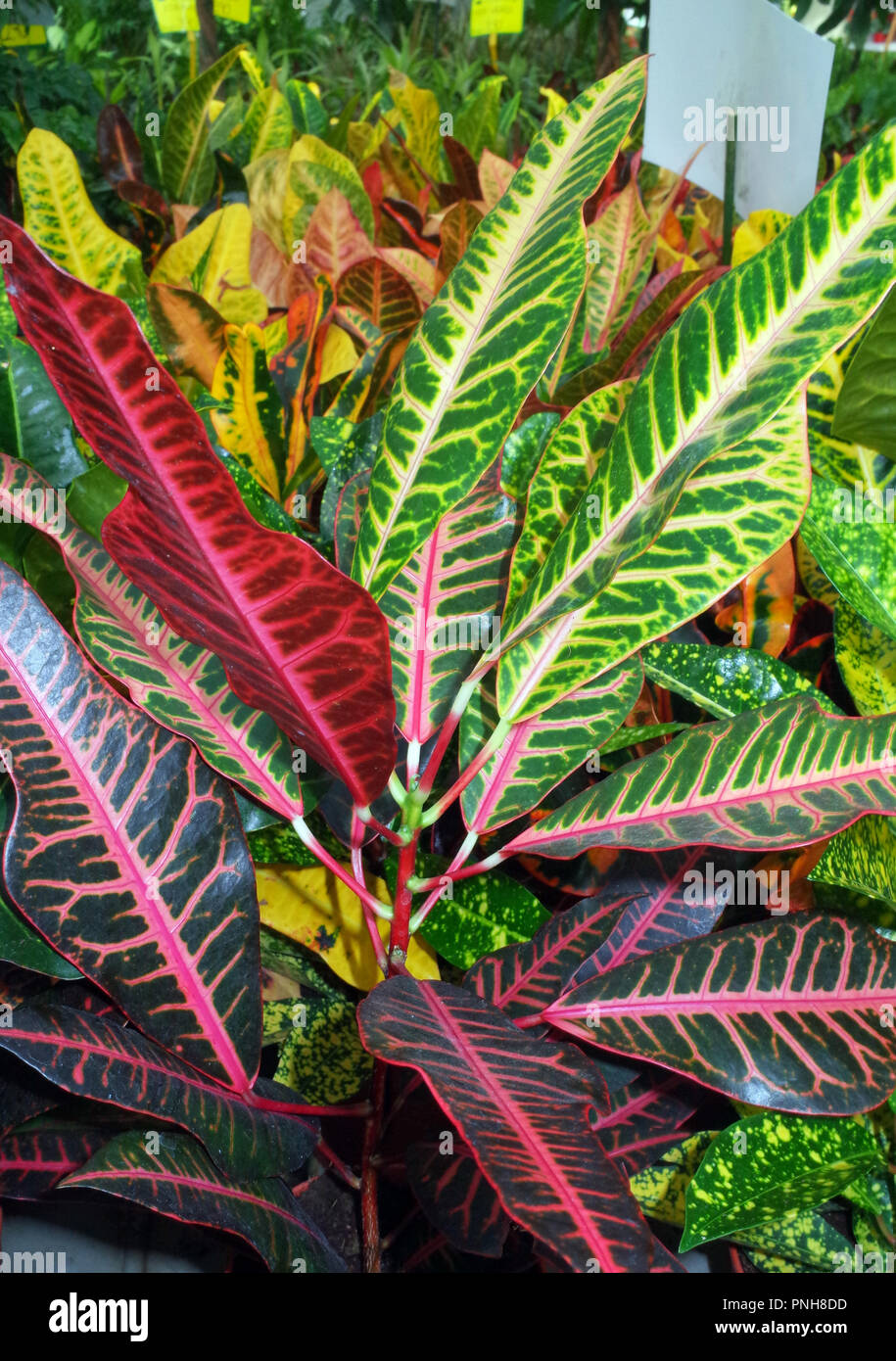 Croton plant closeup Stock Photo Alamy
