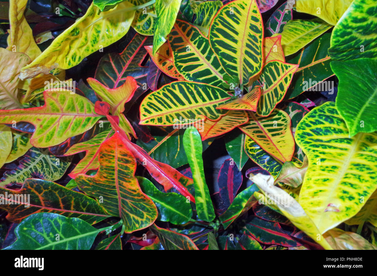 Croton plant closeup Stock Photo Alamy